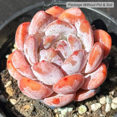 Echeveria Monroe Rare Live Succulent Plants, 1 Head Pot Size 3.5" Pink Live Plant, Excludes Pot & Soil, Garden Indoor Office Desk, Wedding Party Baby Shower Decor, Gift for Plant Enthusiasts - Image 2