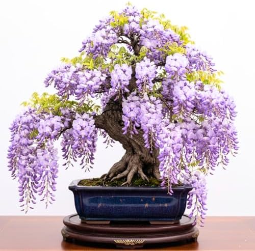 3 Purple Wisteria Live Trees, Climbing Vine Plant, 6-12 Inch Tall - Image 6
