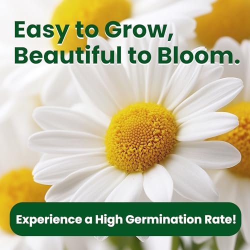 2300+ German Chamomile Seed Pack, Perennial Seeds for Planting, Herb Seed to Plant, Easy to Grow, High Germination, for Home Garden Indoor Outdoor - Image 6