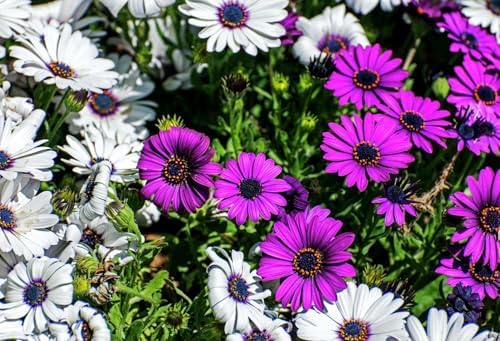 African Daisy Seeds - 50 Pcs Mix Osteospermum Perennial Flower Seeds - Image 4