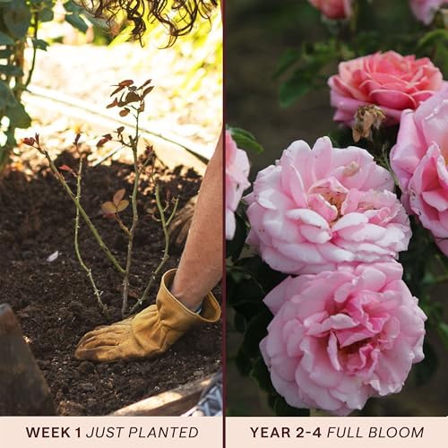 Heirloom Climbing Roses, Live Own Root Plant, Aloha - Image 3