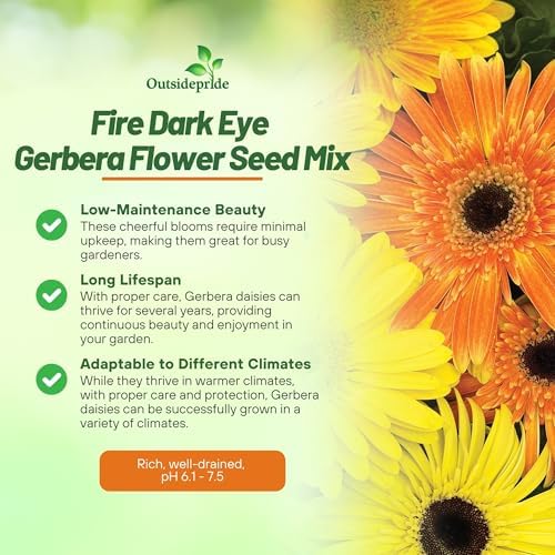 Outsidepride Fire Dark Eye Mix Gerbera Seeds - 20 Pcs Perennial, Compact & Low Maintenance, Flower Seeds for Planting w/Vibrant Mixed Blooms, Ideal for Garden Landscaping & Cut Flower Arrangements - Image 3