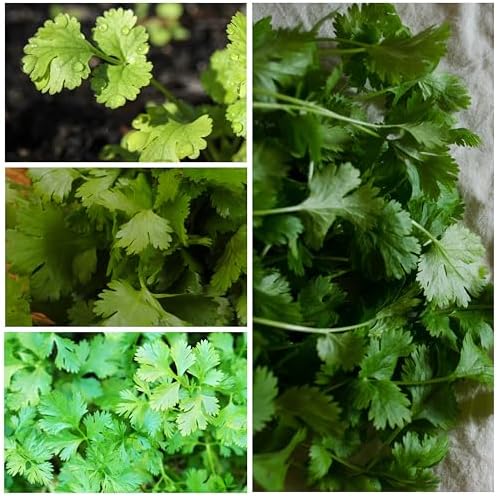 Seed Needs Coriander Seeds for Planting Culantro & Cilantro - Non-GMO Heirloom & Untreated Herb Seed to Plant an Indoor/Outdoor Culinary Medicinal Garden (Collection of 2 Packets) - Image 7