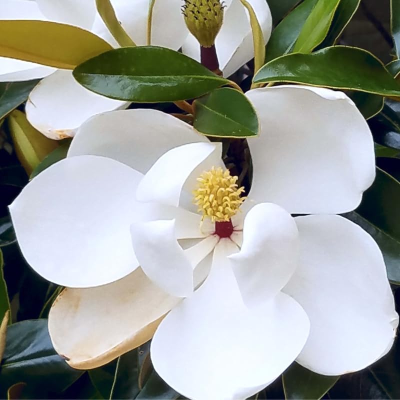 2 Sweetbay Magnolia Trees Live Plants, Fragrant Bloom Tree - Image 4