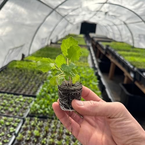 Collard Seedlings: Ready-to-Plant, Starts, Starters, Plugs, Garden Ready, Live Plants, Transplants, Pre-Sprouted, Soil & Hydroponic Gardens (6 seedlings) - Image 2