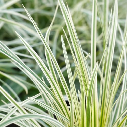 Aztec Grass - 3 Live Quart Size Plants - Variegated Liriope - Ophiopogon Intermedius Argenteomarginatus - Image 3