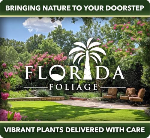 Viburnum Odoratissimum | 1 Large Trade Gallon Size Plant | Fast Growing Shrub, Dense Evergreen Foliage, Fragrant White Flowers, Privacy Hedge, Low Maintenance, Drought Tolerant, Year-Round Interest - Image 5