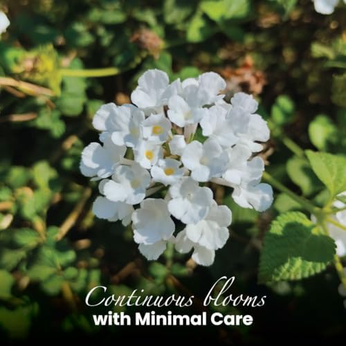 American Plant Exchange Lantana 'White Lightning' – 6-Inch Pot – Live Flowering Shrub with Bright White Blooms, Heat-Tolerant Outdoor Plant for Gardens, Patios, Containers & Landscapes - Image 4