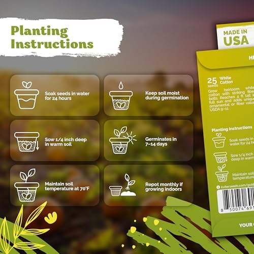 25 White Cotton Seeds for Planting, Gossypium Hirsutum - Image 3