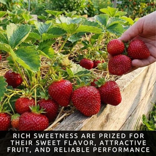 10 Rich Sweetness Strawberry Plants | Everbearing Live Berry Plants - Image 3
