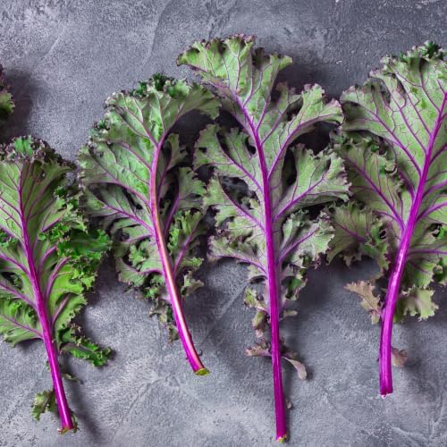 Red Russian Kale Seeds for Planting - Heirloom Non GMO - Image 4