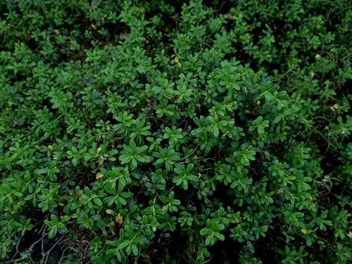 Jewel Blueberry Plants (2-Pack) - Live Berry Bush 5-8" - Container or Garden Growing - Large Sweet Berries - Hardy Zones 4-8 - Image 4