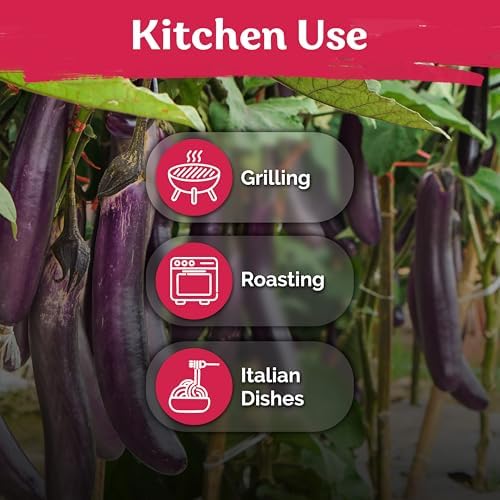 175 Long Purple Eggplant Heirloom Vegetable Seeds, Solanum Melongena - Image 6