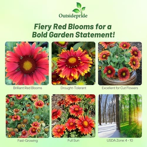 Outsidepride Gaillardia Aristata Arizona Red Shades Blanket Flower Seeds for Planting - 100 Pcs Perennial Wildflower Seeds, Drought-Tolerant for Xeriscaping, Pollinator Gardens, or Wildflower Mixes - Image 2
