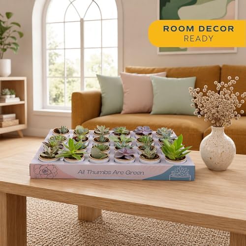Costa Farms Mini Succulents, Live Indoor Plants, Easy Care Decor, 24-Pack - Image 2