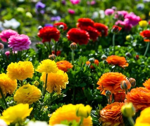 Mixed Peony Ranunculus Bulbs- Persian Buttercup -10 Corms Bulbs Root - Image 3
