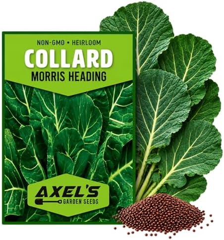 8000+ Collard Green Seeds for Planting - Heirloom Non-GMO - Image 2