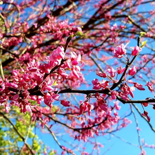 Live Eastern Redbud Tree for Planting, 6-10 Inch Tall in Quart Pot, Beautiful Ornamental Redbud for Home, Garden, Yard & Outdoor Landscaping, Low-Maintenance, Easy-Grow Starter Plant - Image 6