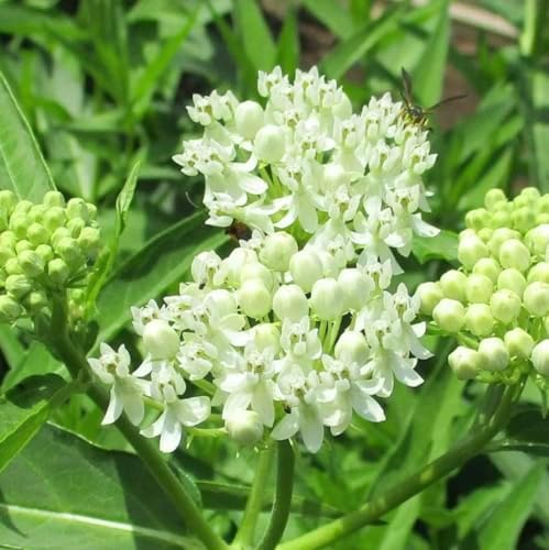 White Milkweed Live Plants - Pack of 2 - Butterfly Milkweed Plants - Monarch Butterfly Attractant - Perennial Blooms - Ideal for Gardens and Pollinator Habitats - Asclepias incarnata - Image 3