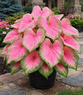 Pink Princess Caladium Bulbs for Planting - Beautiful Spotted Leafs Stand Out - Perennial Hosta, Elephant Ears, Fancy (2 Bulbs) by CZGrain