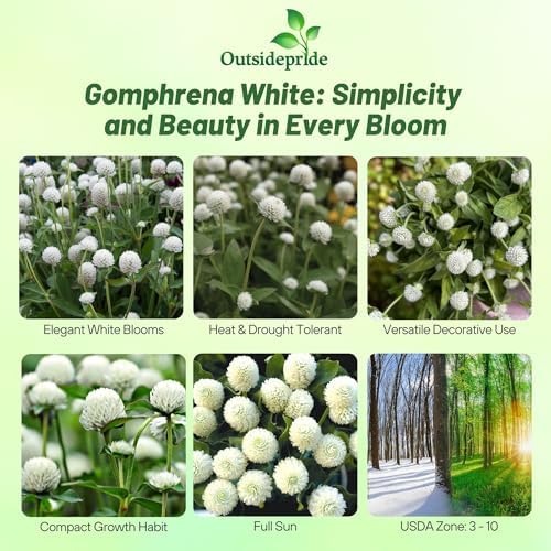 Outsidepride White Gomphrena Seeds - 2000 Pcs Annual, Heat & Drought Tolerant, Pollinator Friendly Globe Amaranth Seeds for Planting w/Vibrant Round Blooms for Beds, Borders, and Arrangements - Image 2