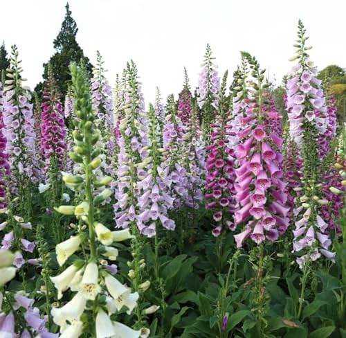 Clovers Garden Foxglove (Digitalis purpurea) Camelot Mix Plants – Two (2) Live Plants – Non-GMO - Not Seeds - Each 4" to 8" Tall – in 4" Inch Pots – Tall Flowering Spikes, Hummingbird Favorite by CloversGarden