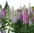 Clovers Garden Foxglove (Digitalis purpurea) Camelot Mix Plants – Two (2) Live Plants – Non-GMO - Not Seeds - Each 4" to 8" Tall – in 4" Inch Pots – Tall Flowering Spikes, Hummingbird Favorite by CloversGarden