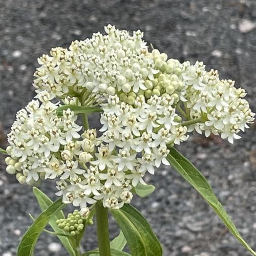 2 White Milkweed Live Plants 4-7 Inches, Asclepias Butterfly Milkweeds - Image 3
