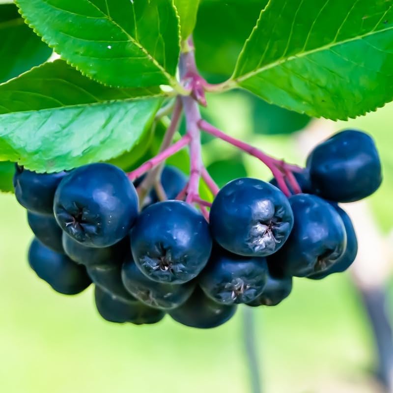 Black Chokeberry Tree Live Plant, Outdoor Berry Bush, 6-12 Inch Tall - Image 2
