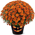 Chrysanthemum (Jack O' Lantern Deco Pot), Orange Blooms, Live Fall Flowering Perennial, 15" Tall by 12" Wide in 3 Qt Pot by TheThreeCompany