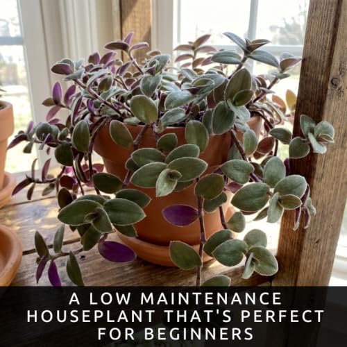5 Baby Bunny Bellies Tradescantia Live Plant Cuttings, Indoor Plant - Image 3