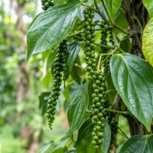 2 Black Pepper Live Plant Piper Nigrum Herb 4-6in Tall Spice Plant (2 Pack) - Image 2