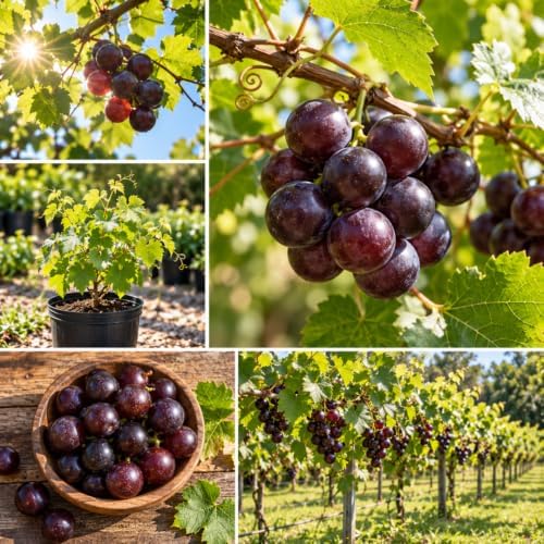 Purple Black Muscadine Grape Vine Plant, 8–12 Inch Live Plant, 2 Inch Plug - Image 4