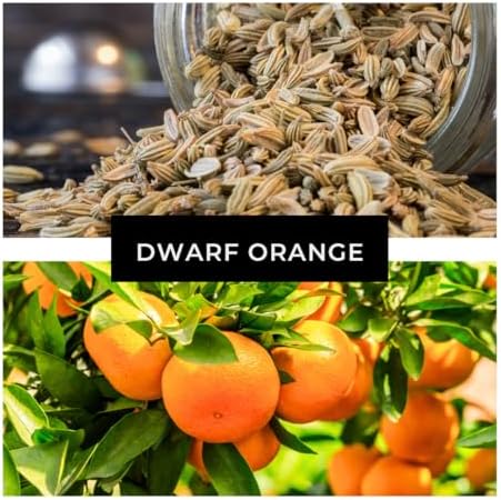 Hardy Orange Bonsai Tree Seeds for Planting - 15 Seeds - Grow Fruit Bearing Bonsai - Hardy Orange - Image 5
