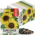 Seed Needs Lemon Queen Sunflower Seeds to Plant Cut Flowers - 20 Packs by SeedNeeds