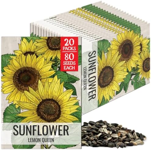 Seed Needs Lemon Queen Sunflower Seeds to Plant Cut Flowers - 20 Packs by SeedNeeds