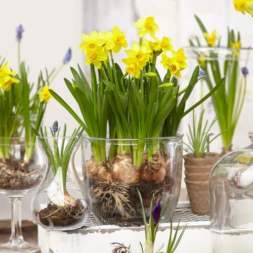 Garden State Bulb Narcissus Tete-a-Tete Daffodil Flower Bulbs, 12/14cm (Bag of 25) - Image 6