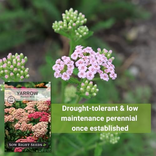 Sow Right Seeds - Pastel Mix Yarrow Seeds for Planting Perennial Herbs 2pk - Image 5
