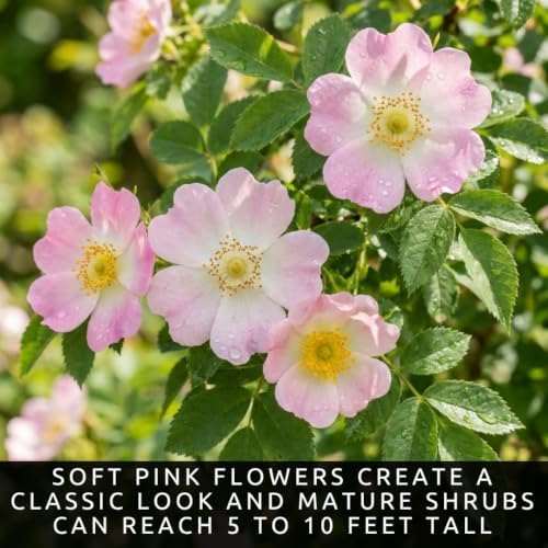 Dog Rose Bush Seeds for Planting | 100 Seeds | Pink Wild Rose Rosa Canina - Image 5