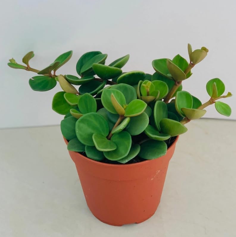 Variety of Peperomia Live Plant for Houseplant Tropical Shurb 4" Pot (Peperomia Hope Plant) - Image 5