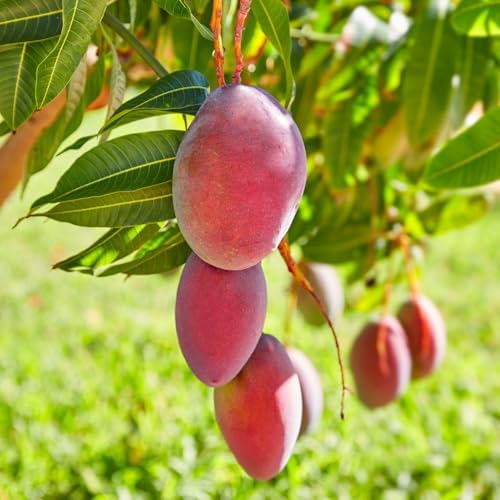 Red Purple Mango Tree Live Plant, Outdoor Garden Fruit Tree, 10-16'' Tall - Image 3