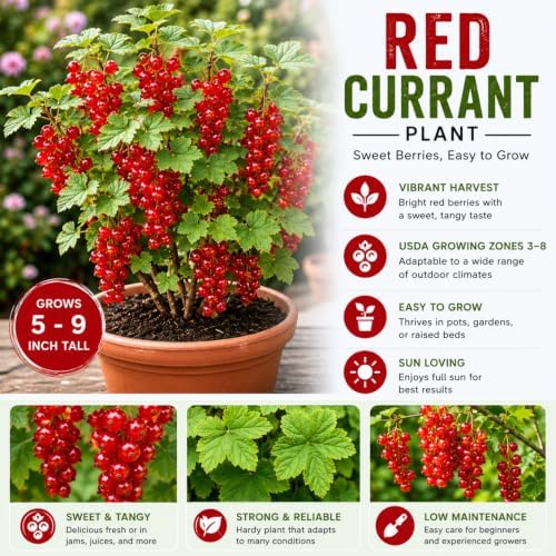Red Currant Bush Live Plant, Sweet Berry Plant, 6-12 Inch Tall - Image 3