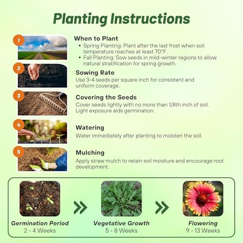 Outsidepride Gaillardia Aristata Red Blanket Flower Seeds for Planting - 1 lb Perennial Wildflower Seeds, Drought-Tolerant for Xeriscaping, Borders, Pollinator Gardens, or Wildflower Mixes - Image 5