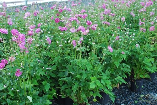Perennial Farm Anemone x Hybrida 'Pamina' – Live Windflower in #1 Container, Semi-Double Deep Rose-Pink Blooms, Long Blooming, Deer Resistant, Perfect for Borders, Shade & Pollinator Gardens - Image 5
