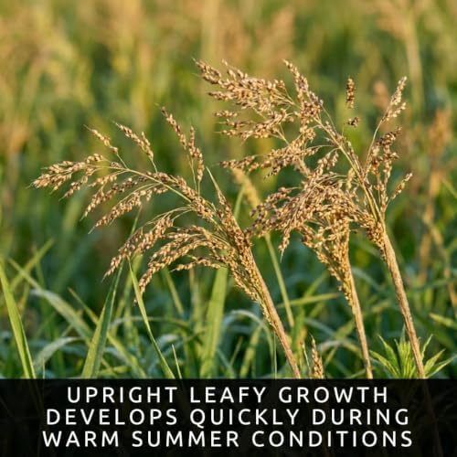 200 Brown Top Millet Seeds | Warm Season Grass Seeds for Planting - Image 3