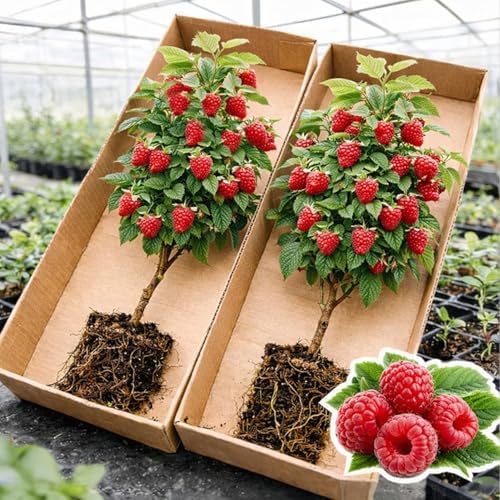 2 Live Raspberry Plants for Planting – Premium Bare Root Berry Bushes – Sweet Red Raspberries – Cold Hardy, Fast Growing Fruit Plants for Outdoor Garden – High Yield Perennial Canes by CZGrain