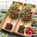 2 Live Raspberry Plants for Planting – Premium Bare Root Berry Bushes – Sweet Red Raspberries – Cold Hardy, Fast Growing Fruit Plants for Outdoor Garden – High Yield Perennial Canes by CZGrain
