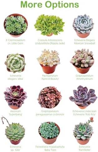 2-in Live Succulent Plants Trumpet Jade, Easy Care & Drought Tolerant - Image 5