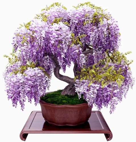 3 Purple Wisteria Live Trees, Climbing Vine Plant, 6-12 Inch Tall by AKTRD