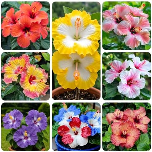 25Pcs Exotic Hibiscus Seeds for Planting - Attracts Butterflies & Hummingbirds, Heat-Loving Perennial Shrub - Image 2